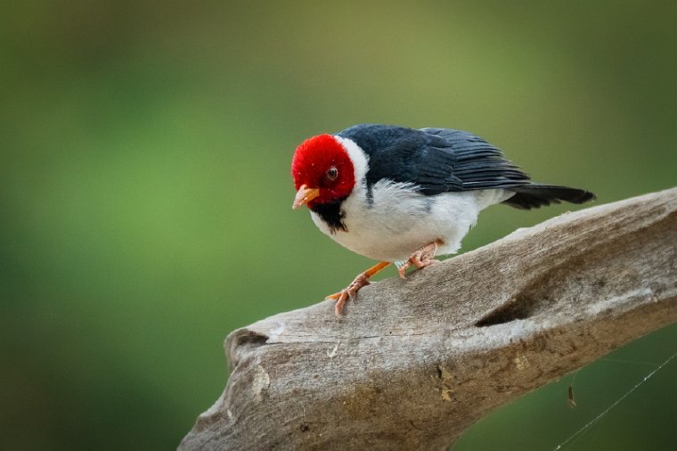 045 Noord Pantanal, geelsnavelkardinaal.jpg